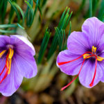 saffron 4