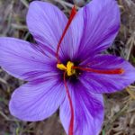 saffron 1