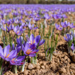 saffron 2